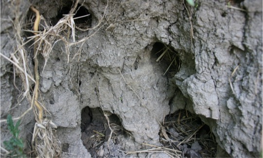 Swallow & insect walls