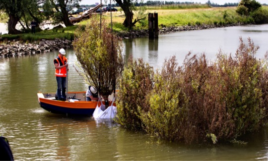 Keeping dikes lower with willows